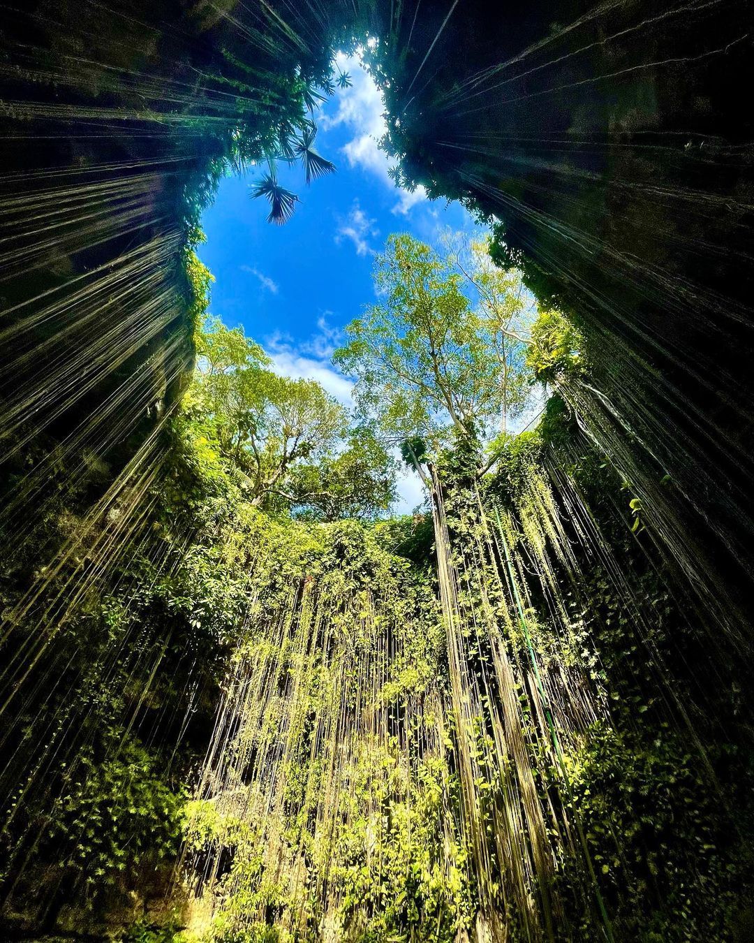 El cielo visto desde el fondo del cenote entre la vegetación